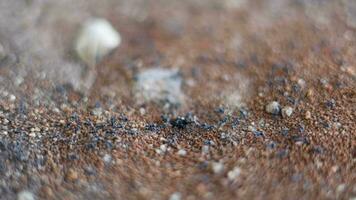 Close-up. Ants family. Little black ants are at work. Ants with prey at the entrance to the termite mound. Clay and small stones texture. Mink in the ground. video