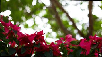 flor de pascua flor planta, el Navidad estrella. de cerca de rojo flores floreciente en el jardín con Fresco verde hojas antecedentes. difuminar antecedentes video