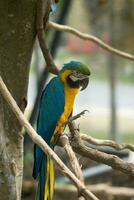 Blue yellow parrot macaw. photo