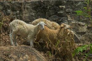 Domestic sheep, Ovis aries, Lamb in field. photo