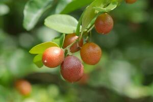 Super fruit on tree. photo