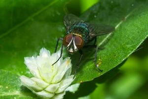 Closeup of House fly. photo