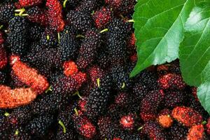Black and red mulberry background. photo