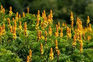 Ringworm bush flower. photo