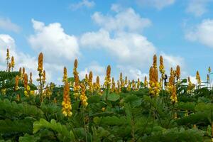 Ringworm bush flower. photo