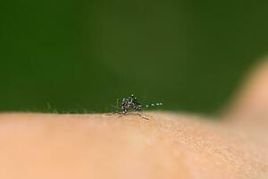 Close-up of a mosquito sucking blood. photo