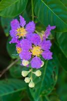 Close up of Queen's crape myrtle flower. photo