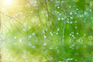 Water droplets on pine in the rainy season. photo