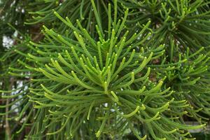 Macro the leaves of Norfolk Island Pine. photo