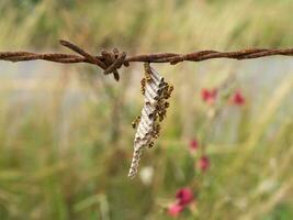 wasp's nest on old barbed wire. photo