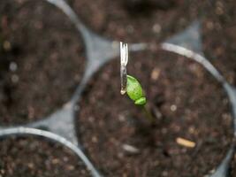 Sprout seeds of marigolds are grown. photo