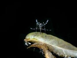 de cerca de un mosquito son desove en oscuro agua. foto