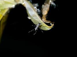 Close-up of a mosquito are spawning on dark water. photo