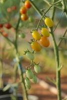 Cherry Tomato on tree in the Cultivation farms. photo