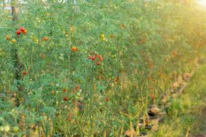 Cherry Tomato on tree in the Cultivation farms. photo