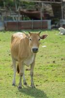 vacas son mirando a disparo. foto