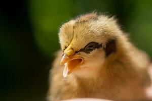 Close up Little chicken. photo