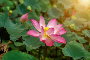 Beautiful pink lotus flower photo