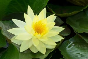 Yellow waterlily with leaf. photo