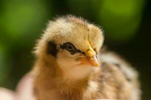 cerca arriba pequeño pollo. foto