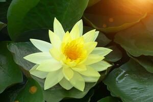 Yellow waterlily with leaf. photo