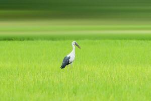 Asian openbill stork perched bird. photo