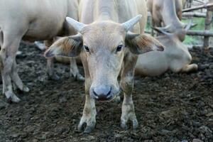 The young asian buffalo are looking. photo