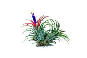 Green Tillandsia. air plant photo