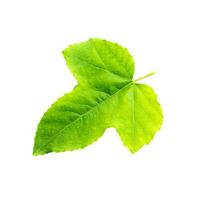 Green leaf on white background. photo