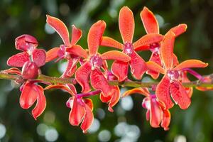 Red orchid flower. photo