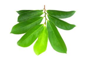 Soursop, Prickly Custard Apple leaves. photo