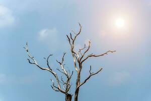 muerto arboles en verano foto