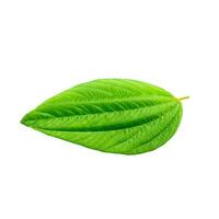 Green leaf on white background. photo