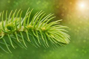 araucaria heterophylla - norfolk isla pino macro foto