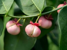 Seed of Sauropus androgynus, star gooseberry or sweet leaf. photo