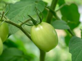 Green tomatoes. Agriculture concept. photo