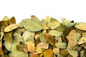 Dry leaves of the rain tree on white background. photo