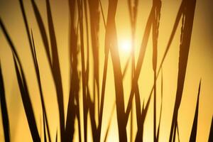 siluetas de arroz planta en puesta de sol. foto