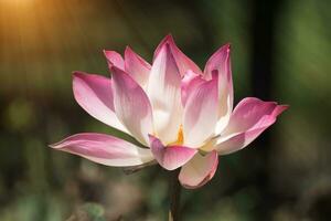 Beautiful pink lotus flower photo