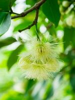 el flor de Rosa manzana en árbol. foto