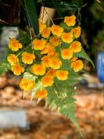 Yellow orchid, Honey fragrant orchids photo