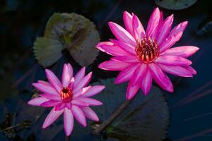 rosado lirio de agua en jardín estanque. foto