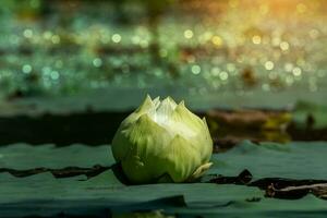 Green lotus flower. photo