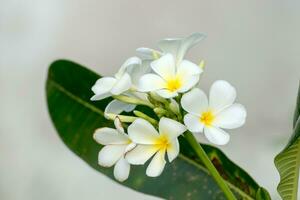 frangipani flor en el árbol. foto