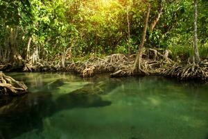 increíble naturaleza, verde agua en el bosque. krabi, tailandia foto