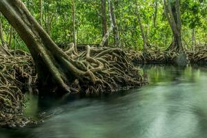 Amazing nature, Green water in the forest. Krabi, Thailand. photo