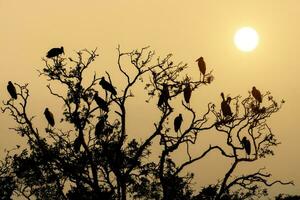 Silhouette bird on branch photo