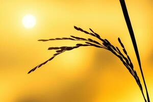 siluetas de arroz planta en puesta de sol. foto