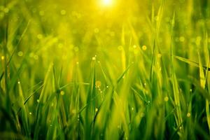 rice plant in rice field with drop dew. photo