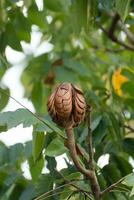 ancho hoja caoba, falso caoba semillas en árbol. foto